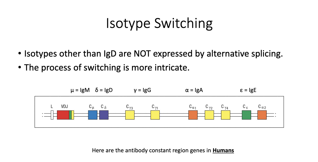 <ul><li><p class="isSelectedEnd"><span>Genomic order (simplified): </span><strong><span>M → D → G3 → G1 → A1 → G2 → G4 → E → A2</span></strong><span>.</span></p></li><li><p class="isSelectedEnd"><span>Result of </span><strong><span>gene duplication events</span></strong><span> during evolution.</span></p></li><li><p class="isSelectedEnd"><span>Different isotypes evolved distinct roles despite shared ancestry.</span></p></li><li><p><span>Only </span><strong><span>IgM/IgD</span></strong><span> are close enough for </span><strong><span>alternative splicing</span></strong><span>; others require DNA recombination.</span></p></li></ul><p></p>