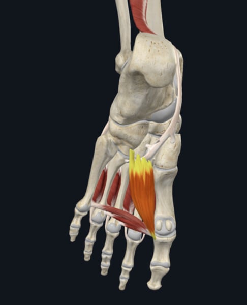 <p>name the yellow highlighted muscle </p>