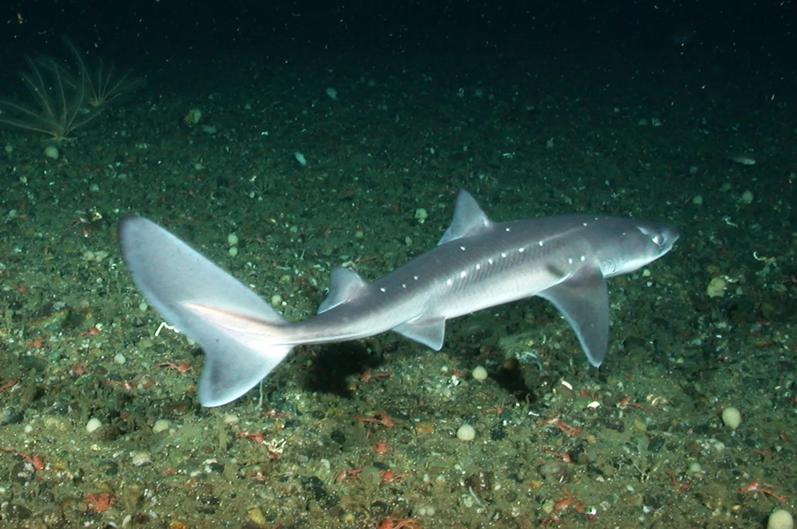 <p>Scoliodon</p>