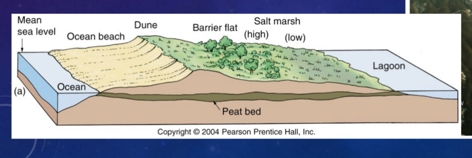 <p>Shoreline erosional features</p>