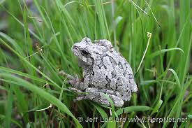 <p>Gray Treefrog</p>