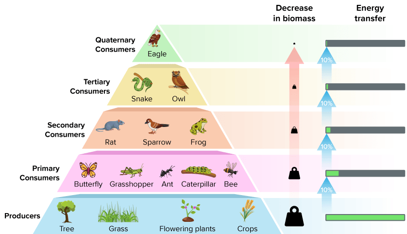 <p>the average amount of energy remaining going up each trophic level</p>