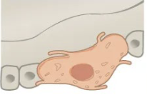 <p>Osteogenic cell</p>