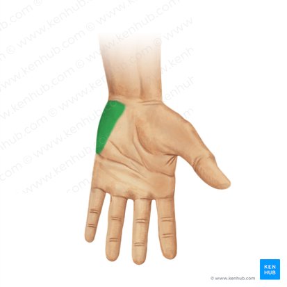 What is this muscle?