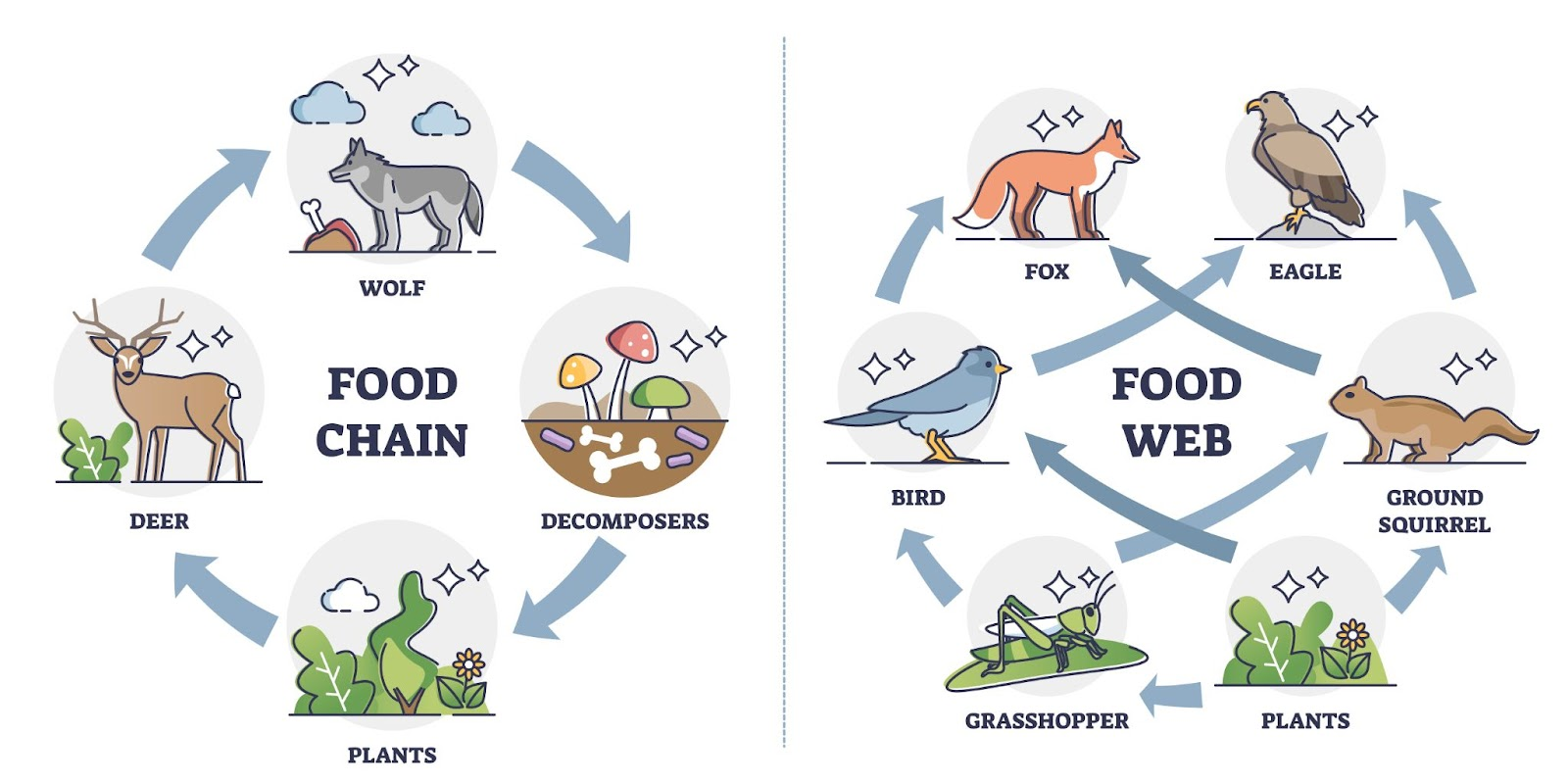 food chain vs food web