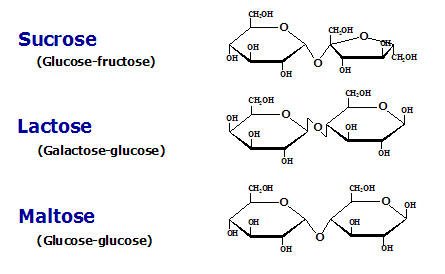 <p>Disaccharides</p>