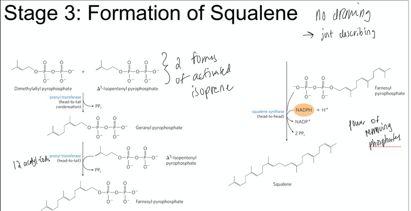 <p><span style="background-color: transparent;">condensation of six activated ispoprene units to form squalene</span></p><ul><li><p><span style="background-color: transparent;">The two activated isoprenes undergo head-to-tail condensation to form geranyl pyrophosphate</span></p></li><li><p><span style="background-color: transparent;">Geranyl pyrophosphate undergoes head-to-tail condensation with isopentenyl pyrophosphate to form farnesyl pyrophosphate</span></p></li><li><p><span style="background-color: transparent;">Two molecules of farnesyl pyrophosphate join head-to-head to form squalene</span></p></li></ul><p></p>