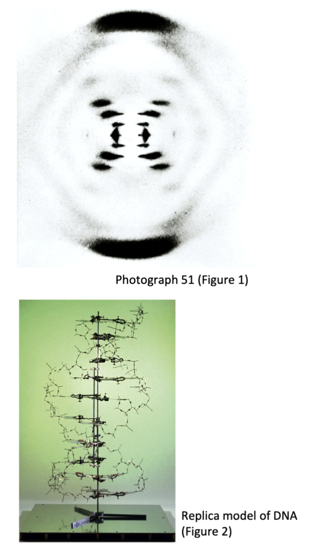 <p>Franklin developed a new X-ray chamber setup that could control humidity.<br>This innovation was necessary to produce better diffraction patterns</p><p>Franklin and Gosling’s data was critical to solving the structure of DNA and was published in Nature in the same issue with Watson and Crick’s structure</p>