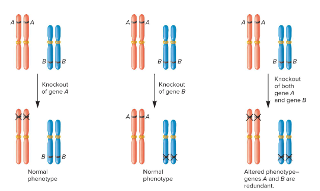 <p>Fill in the blank…</p><p>Gene knockout might not work because if a protein involved in common cellular function is missing, the function of another protein may be ( ) to compensate for the missing protein and overcome the defect.</p>