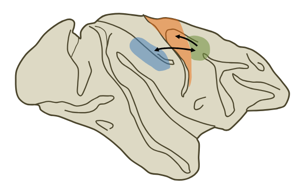 <p>A network comprising the parietal lobe <-> dorsal premotor cortex → primary motor cortex </p><ul><li><p>Parietal (blue) connects to the premotor cortex (green), which then connects to the motor cortex (orange.)</p></li><li><p>Dorsal pathway</p></li></ul><p></p>