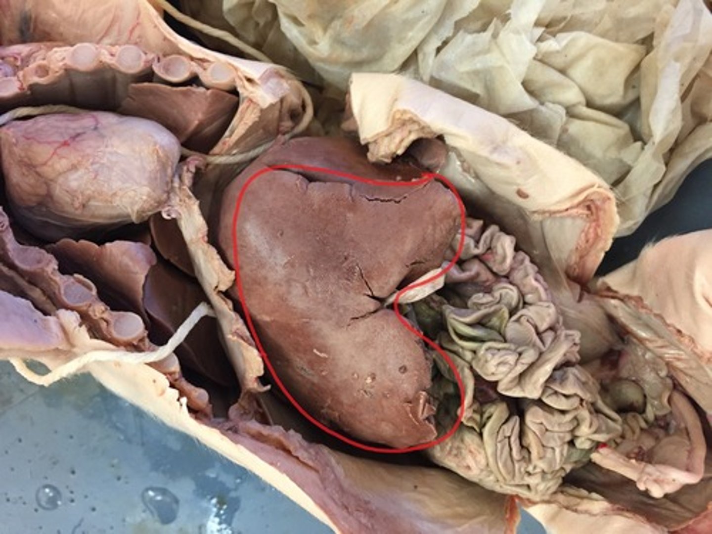 <p>What organ is this and what is its function?</p>