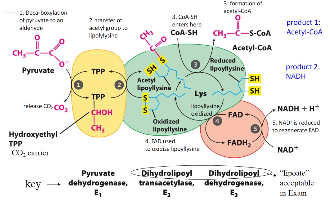 Substrate channeling is the movement of intermediates directly from one enzyme to another without release. This occurs via E2 (lipoate)’s long side chain, which delivers intermediates to each enzyme.