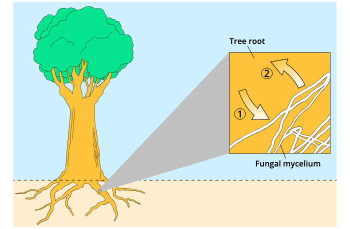 <p>Tree to fungus (1); Fungus to Tree (2)</p>