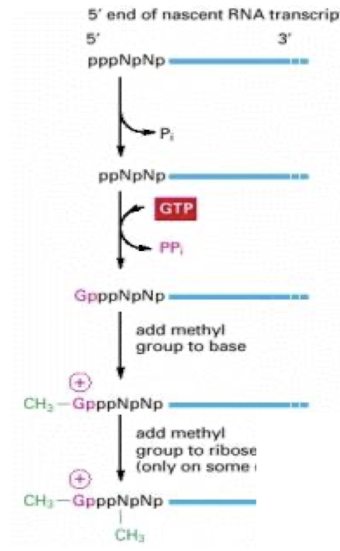 <p><em><u>3 enzymes bind to phosphorylated Poly RNA tail</u> &amp; </em>modify 5’ end of nascent RNA transcript as soon as it emerges from the polymerase</p><p><strong>1.<mark data-color="yellow" style="background-color: yellow; color: inherit;"> Phosphatase</mark></strong>– <u>removes P from 5’ end of nascent RNA</u></p><p><strong>2. <mark data-color="yellow" style="background-color: yellow; color: inherit;">Quanyl Transferase</mark> adds a GMP</strong> in a reverse linkage (5’ to 5’ instead of 5’ to 3’)</p><p><strong>3. <mark data-color="yellow" style="background-color: yellow; color: inherit;">RNA Methyl Transferase</mark></strong><mark data-color="yellow" style="background-color: yellow; color: inherit;"> </mark>(RNMT) – <strong>adds CH3 group to the guanosine at position 7</strong></p>