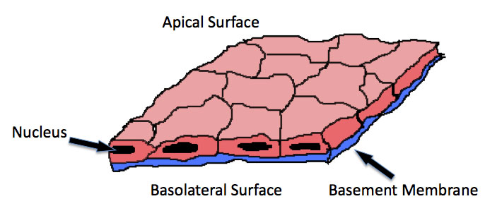 <p>Simple squamous</p>