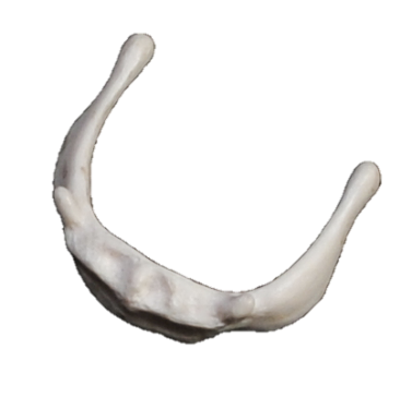 <p>The hyoid bone</p>