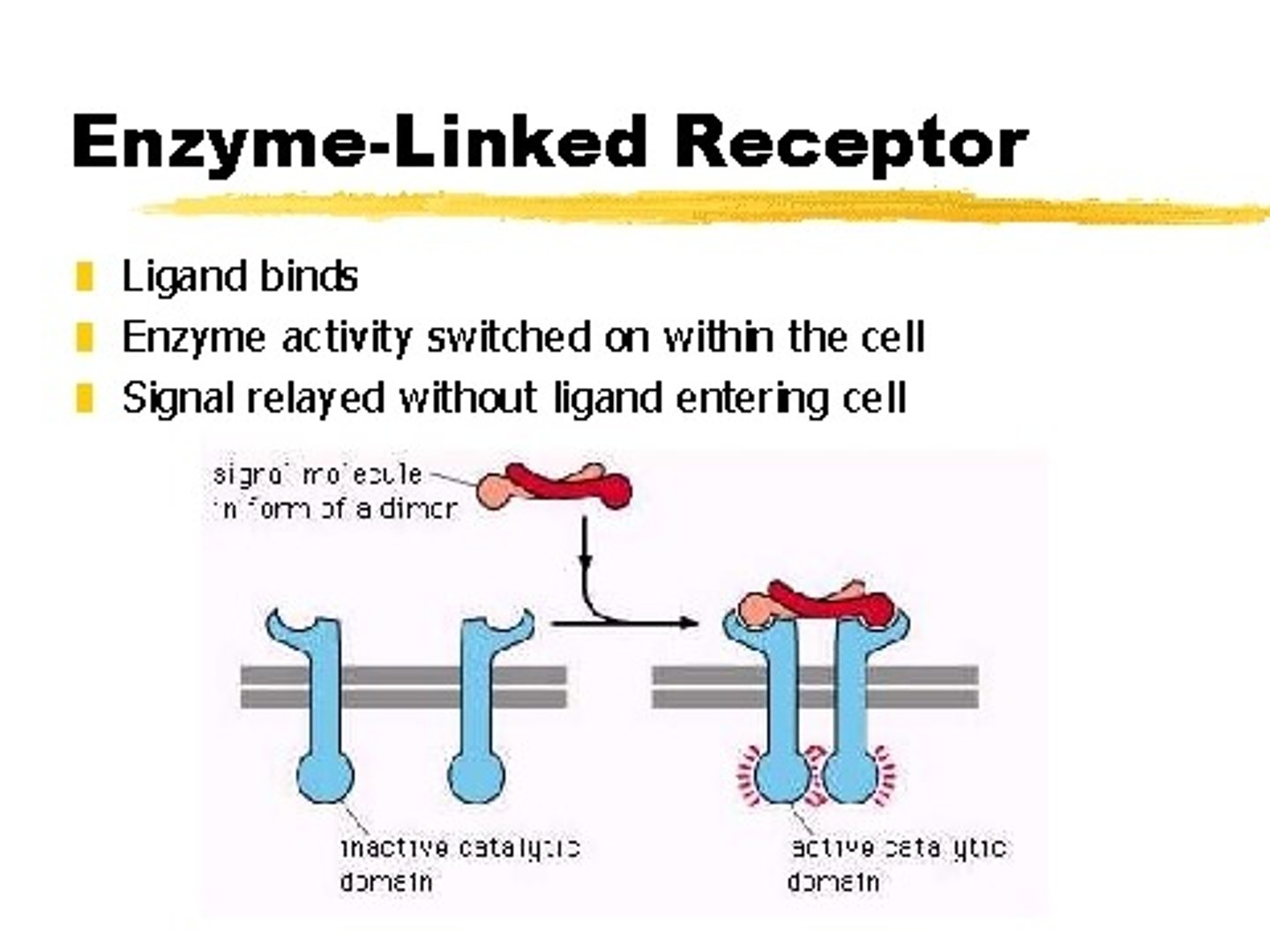 <p>(C) Enzyme Linked Receptors</p><p>Catalytic Receptors are also known as Enzyme Linked Receptors.</p>