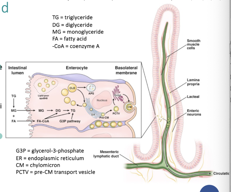 <ul><li><p>dietary triglycerides are digested to monoglycerides and fatty acids in the intestinal lumen.</p></li><li><p>monoglycerides, free fatty acids and cholesterol are absorbed at enterocyte brush border and cross apical membrane of the enterocyte.</p></li><li><p>lipid droplets formed in the ER membrane are packaged into pre-CMs and transported to the Golgi for processing.</p></li><li><p>mature CM particles exit basolateral membrane by exocytosis as secretory vesicles. </p></li><li><p>secreted CM particles move through lamina propria, enter lacteals, and are activity transported in lymphatic vessels of increasing size before being released into circulation</p></li></ul><p></p>