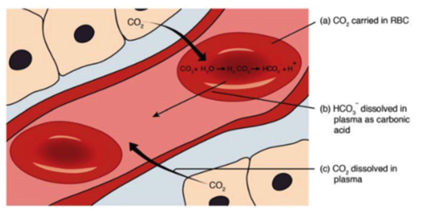 <p>balance HCO3-</p><p>entering and leaving cells</p><p>(Note: both Cl- and</p><p>HCO3- carry the same</p><p>charge (-1), so they are</p><p>transported oppositely</p><p>in direct proportion)</p>