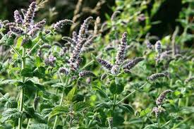 <p>mentha spicata</p>