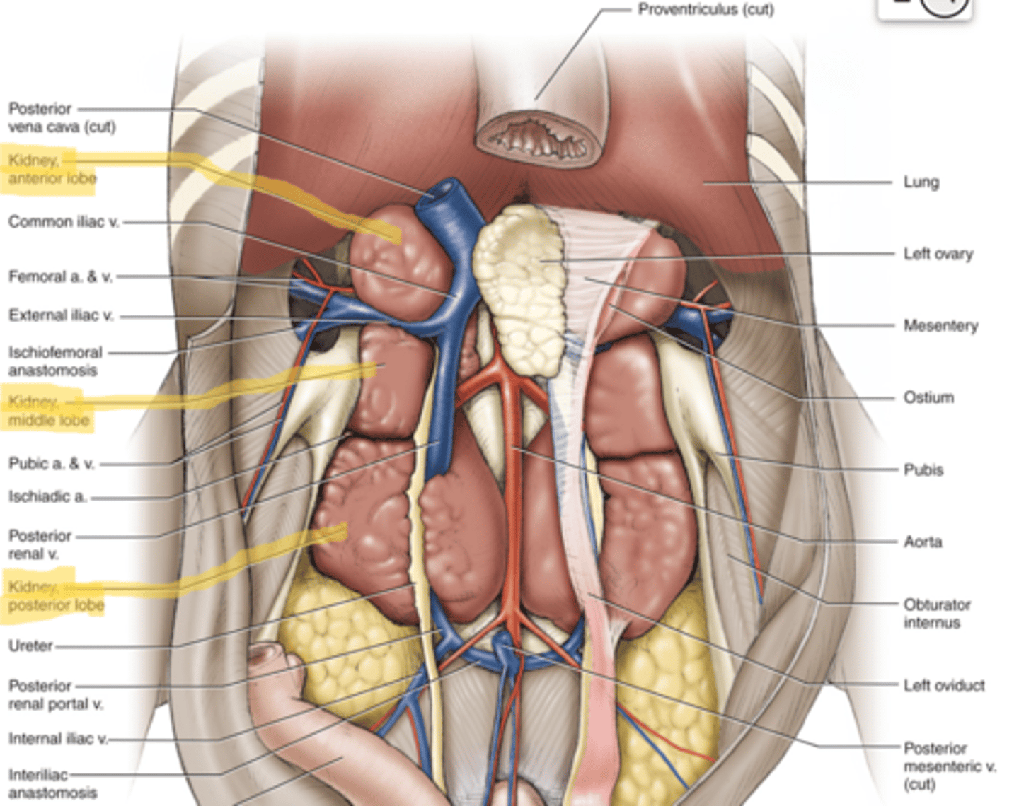knowt flashcard image