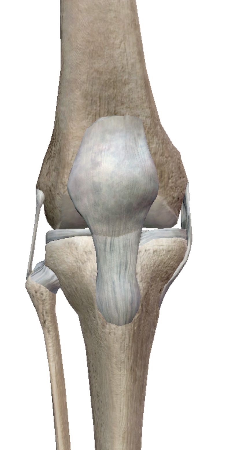 <p>Bony anatomy of the knee</p>