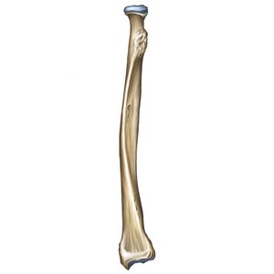 <p>Identify the bone.</p>