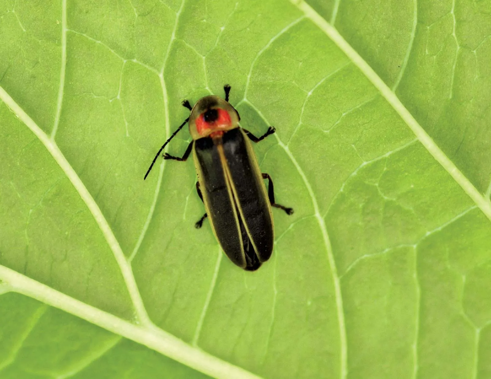 <p>Order Coleoptera: Family Lampyridae: Fireflies</p>