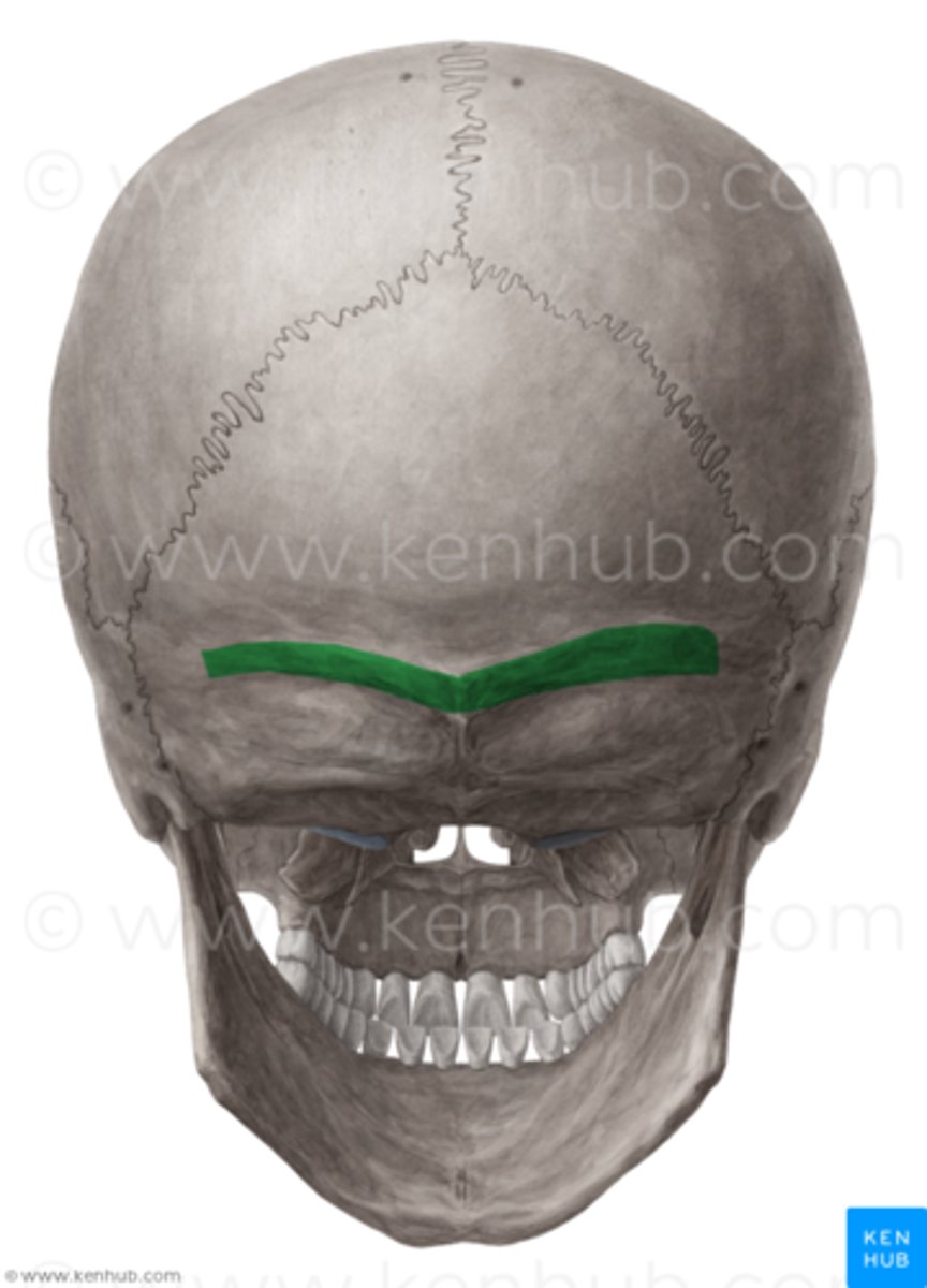 <p>extends laterally from external occipital protuberance, marks the superior limit off neck posteriorly</p>