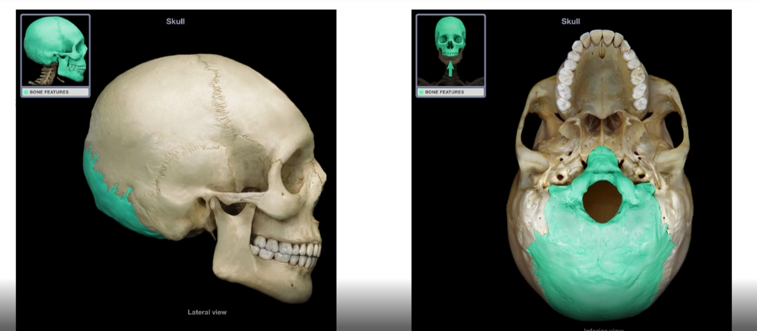 <p>Occipital Bone</p>