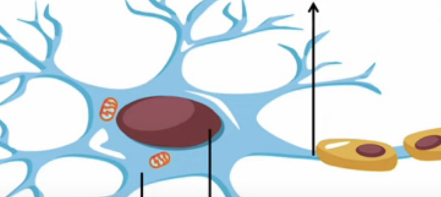 <p>the first arrow next to the first schwann cell</p>