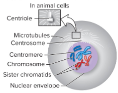 <p>Chromosomes condense and become visible.<br>Two centrosomes move apart, one migrating to each pole.<br>Microtubules begin to extend from centrosomes.<br>Nucleoli begin to disappear.</p><p>46 chromosomes</p><p>92 sister chromatids</p>