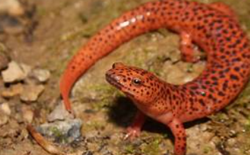 <p>Pseudotriton ruber</p>