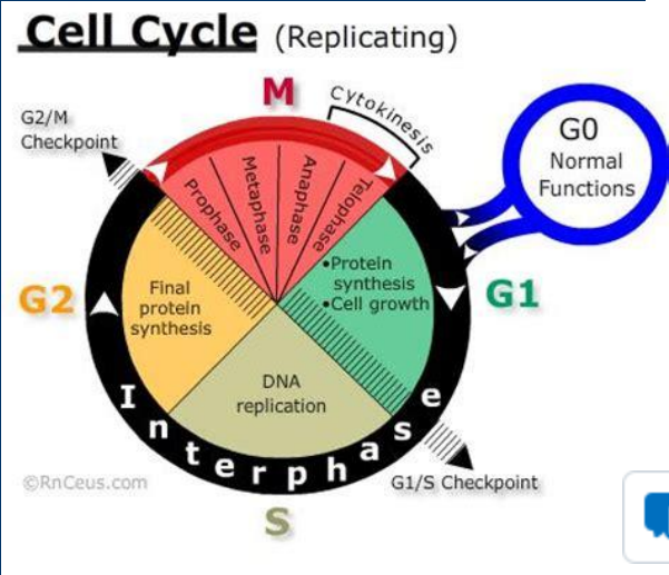 <p><strong>• Gap phase 1 (G<sub>1</sub>)</strong>: Primary growth phase and the longest phase for most cell types </p><p>• <strong>Synthesis (S) phase:</strong> Phase of DNA synthesis </p><p>•<strong> Gap phase 2 (G<sub>2</sub>)</strong>: Organelles undergo replication and cytoskeleton organization prior to mitosis</p><p>• <strong>M -Phase</strong> includes each stage of mitosis in which one cell divides into two </p><p>       >Separation of replicated DNA </p><p>       >Cytokinesis to separate two new cells</p><p>• <strong>G<sub>0</sub> phase </strong>• Temporary or permanent exit from the cell cycle</p><p>          > Many of our body’s mature cells perform their normal cell functions during G0 phase </p><p>          >Stimuli (e.g. growth factors) can stimulate a G0 cell to re-enter the cell cycle</p>