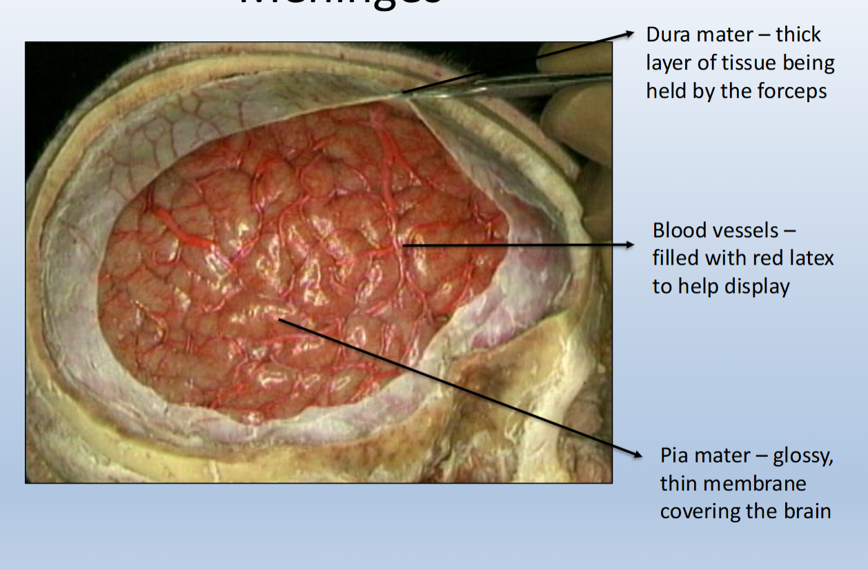 <p><span>3 layers of tissue provide</span><br><span>protection to the brain and spinal cord</span></p>