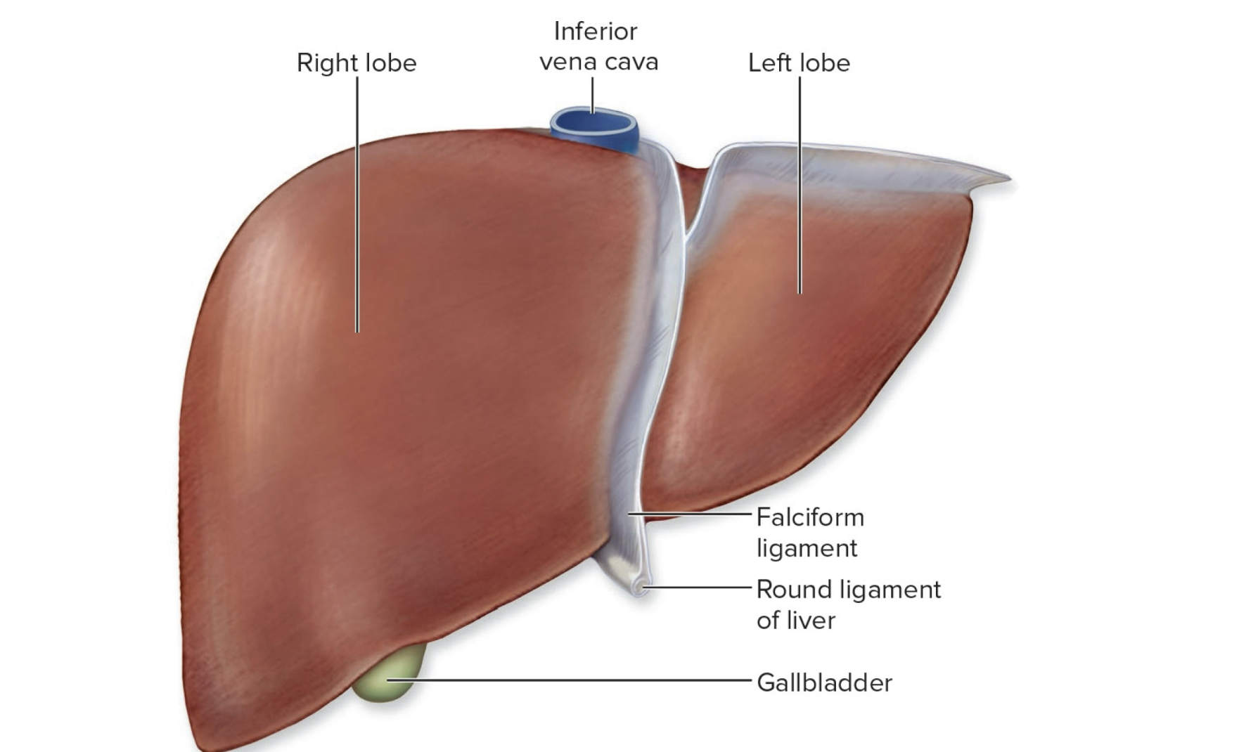 <p>Main Function: </p><ul><li><p><strong>Produces bile</strong> for fat digestion.</p></li></ul><p> <span data-name="small_blue_diamond" data-type="emoji">🔹</span> Structure: </p><ul><li><p>4 lobes: <strong>right, left, caudate, quadrate</strong></p></li><li><p><strong>Falciform ligament:</strong> separates right & left lobes; attaches liver to abdominal wall.</p></li><li><p><strong>Round ligament:</strong> remnant of fetal umbilical vein.</p></li><li><p><strong>Porta hepatis:</strong> entry/exit for blood vessels and ducts.</p></li></ul><p></p>