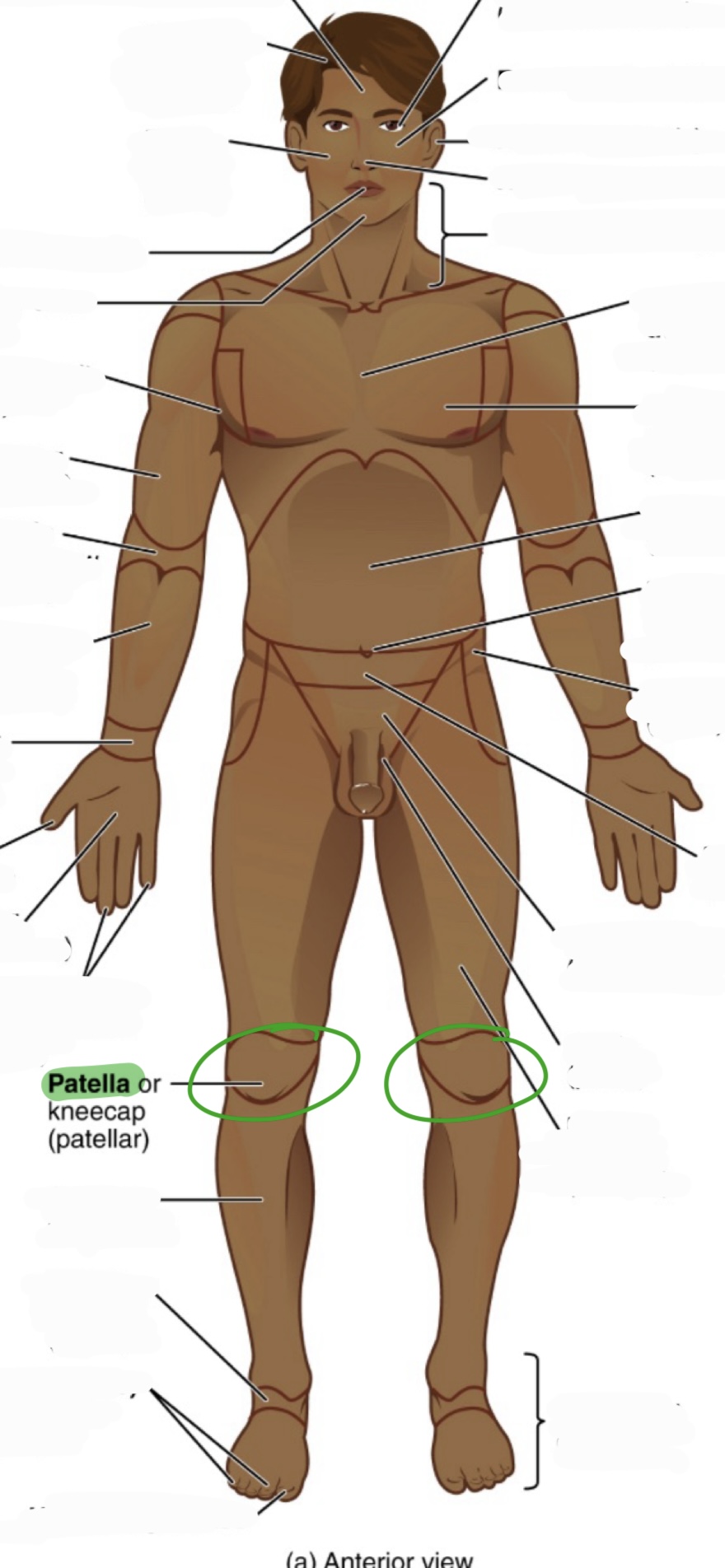 <p>kneecap</p><p>(aka patellar)</p>