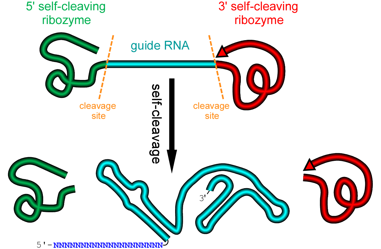 <p>RNA molecules have the ability to act both as a blueprint and as a catalyst</p>