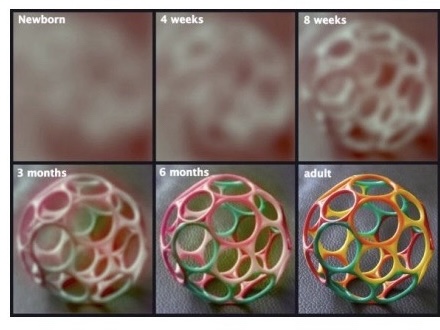 <p>Vision matures latest of baby’s sense, but already fetus respons to bright lights.</p>