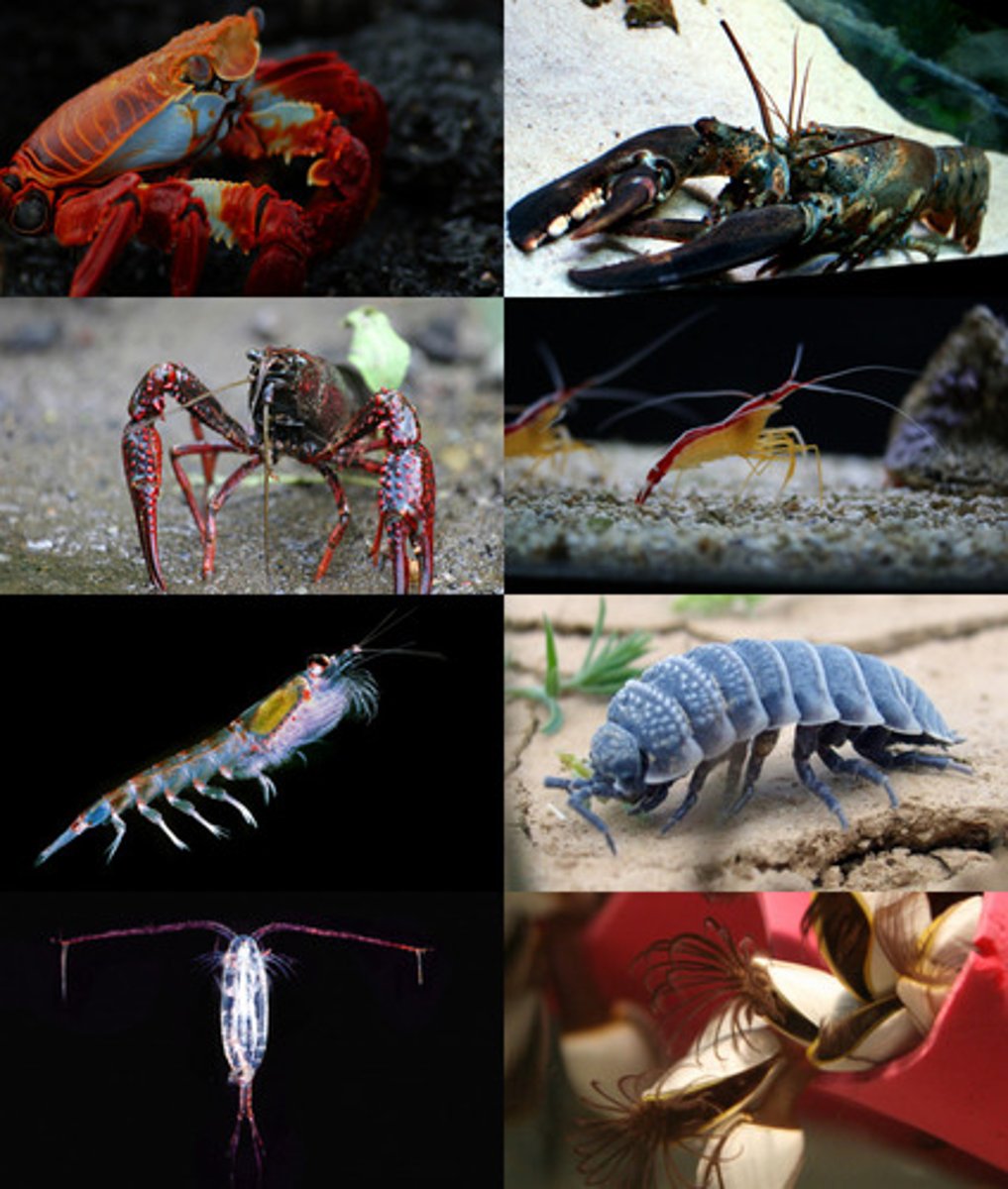 <p>insects, crustaceans, arachnids (spiders and scorpions)</p>
