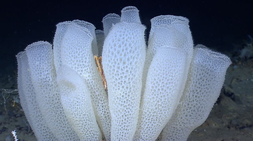 <p>Glass Sponge: True or False</p>