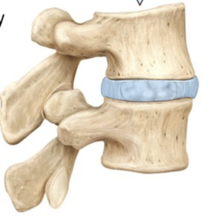 <p>Found between the bodies of adjacent vertebrae and functions to absorb vertical shock and form joints which are strong yet still permit movement of the spine</p>