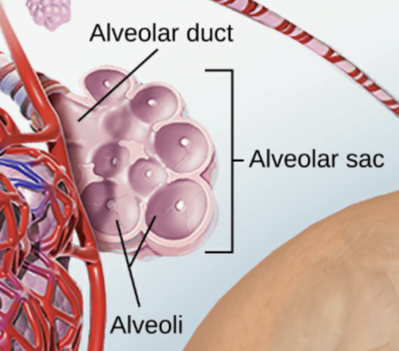 <p>Name structure o f the Lower Respiratory Tract (Air sacs)</p>