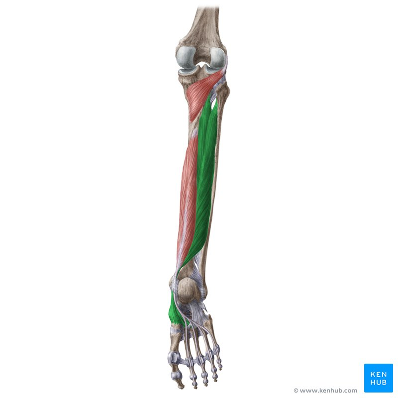 <p>o. facies posterior tibiae et fibulae</p><p>membrana interossea cruris</p><p>i. os naviculare</p><p>ossa cuneiformia</p><p>f. flexio, supinatio et adductio pedis</p>