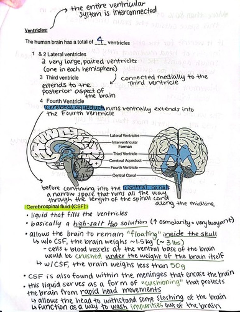 <p>Four ventricles.</p>