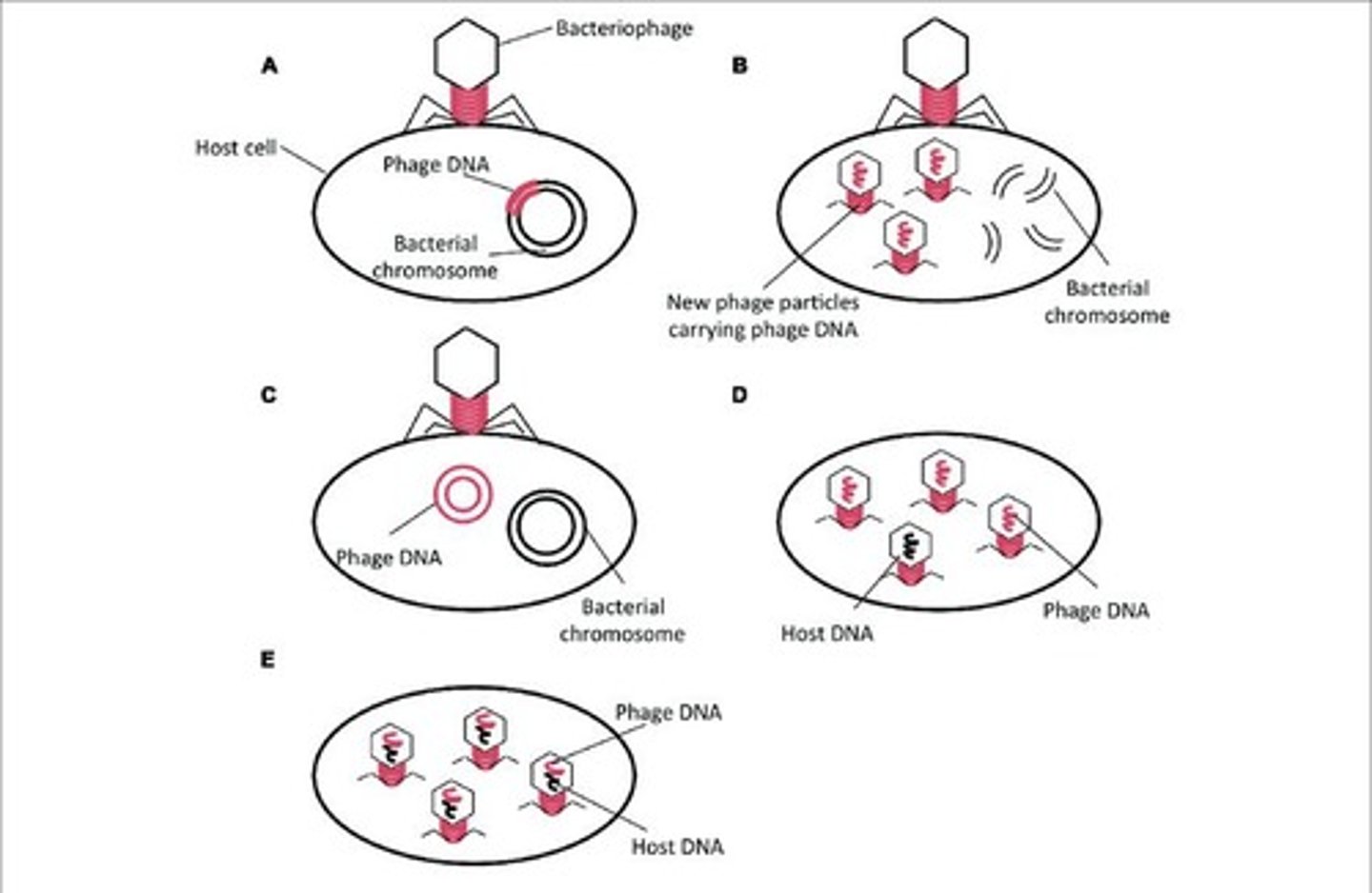 <p>Bacterial DNA may be accidentally loaded into the phage head and transferred to a recipient cell.</p>