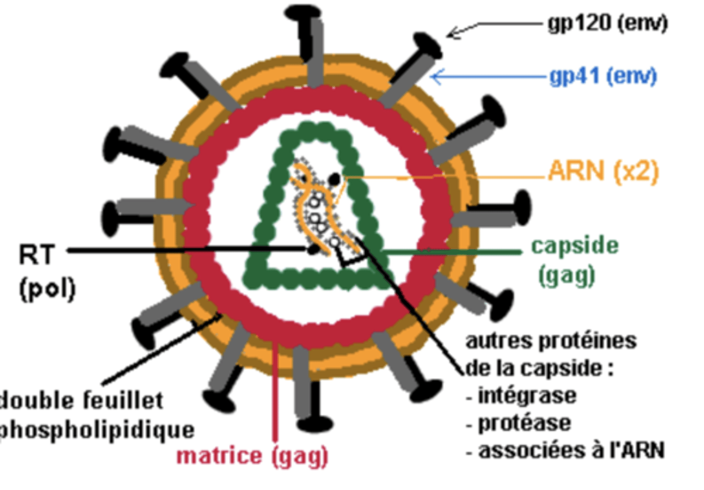 <p>OUI</p><p>Ça le rend très fragile dans le milieu extérieur</p>