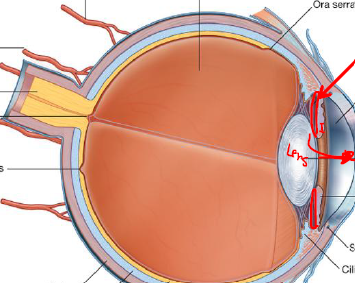 <p>Describe this chamber</p>