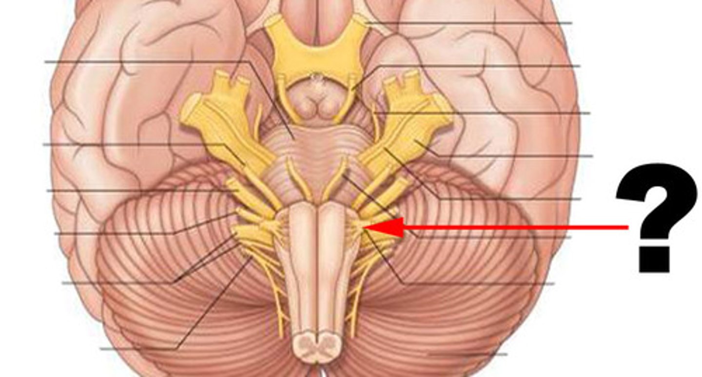 <p>function: mixed (primarily motor)<br>testing: tongue movement</p>