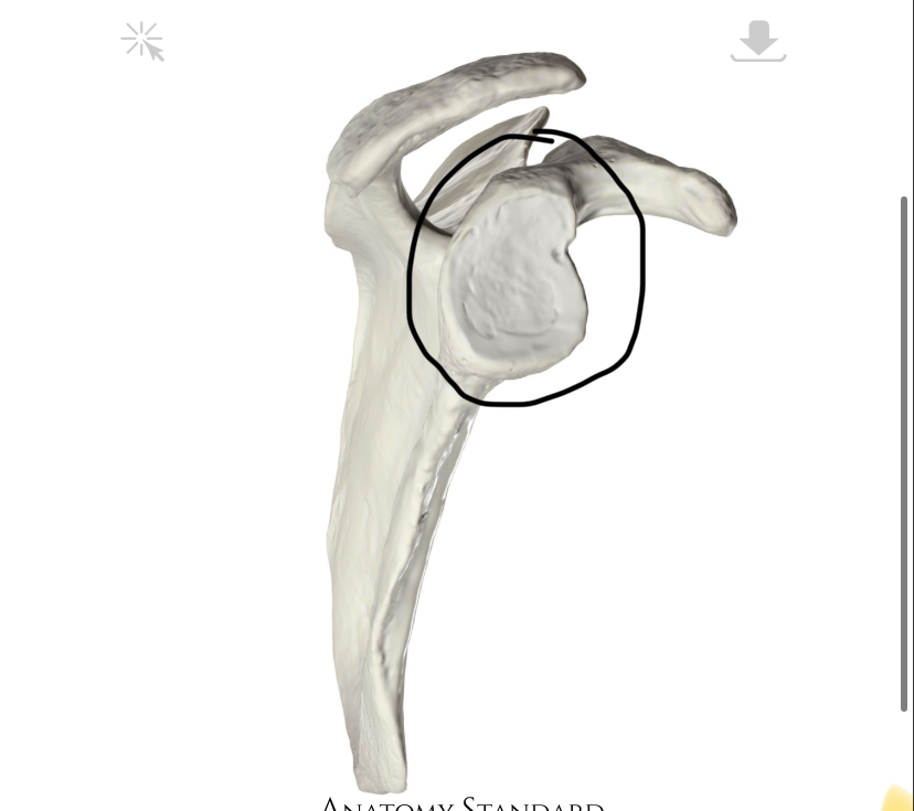 <p>Hoe heet dit deel?</p>